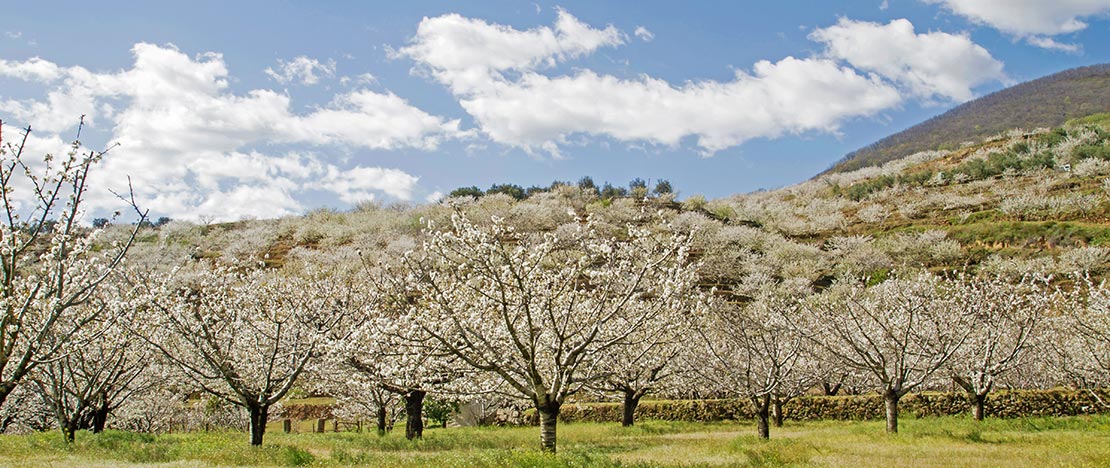 Cherry trees in the Jerte Valley Cáceres Cherry trees in the Jerte Valley Cáceres