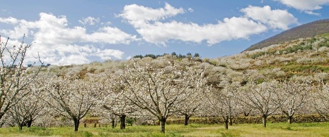 Cherry trees in the Jerte Valley Cáceres Cherry trees in the Jerte Valley Cáceres