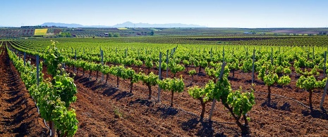 Viñedos en Ribera del Guadiana Viñedos en Ribera del Guadiana