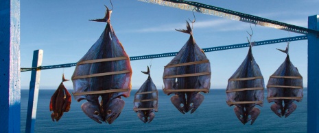 Detalle de bonitos y volaores secándose al sol en Ceuta Detalle de bonitos y volaores secándose al sol en Ceuta