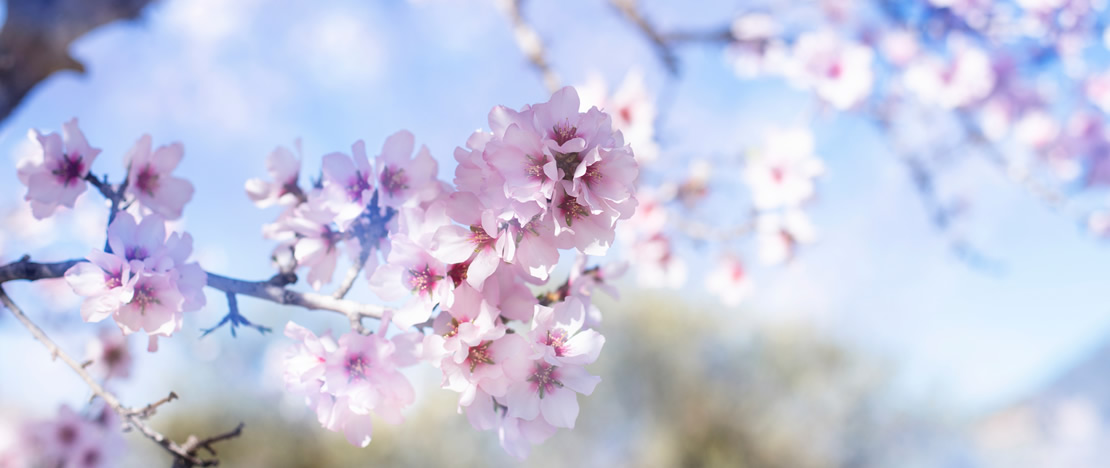 Spring flowers