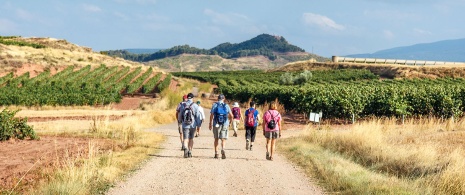 Pilgrims on the Camino de Santiago on their way through La Rioja Pilgrims on the Camino de Santiago on their way through La Rioja
