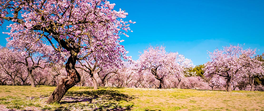 Almond trees in bloom in Quinta de los Molinos. Madrid Almond trees in bloom in Quinta de los Molinos. Madrid