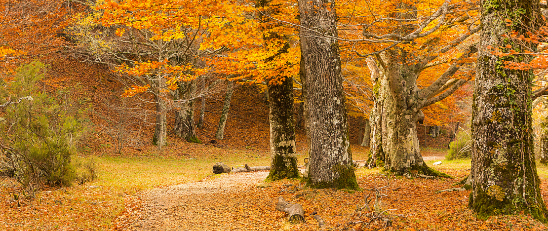 Faggeta in autunno a Montejo de la Sierra Faggeta in autunno a Montejo de la Sierra