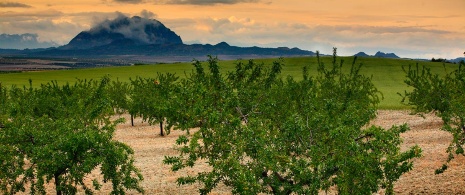 Fruit trees with Mount Almorchón in Cieza in the background Fruit trees with Mount Almorchón in Cieza in the background