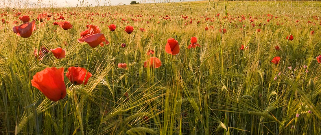 Poppy fields in Toledo Poppy fields in Toledo