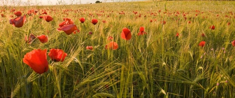 Poppy fields in Toledo Poppy fields in Toledo