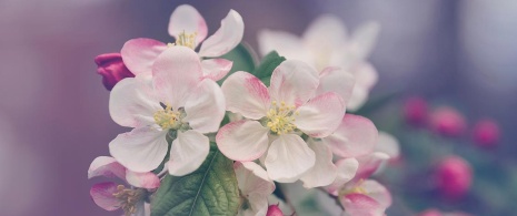Cherry trees in blossom. Cherry trees in blossom.