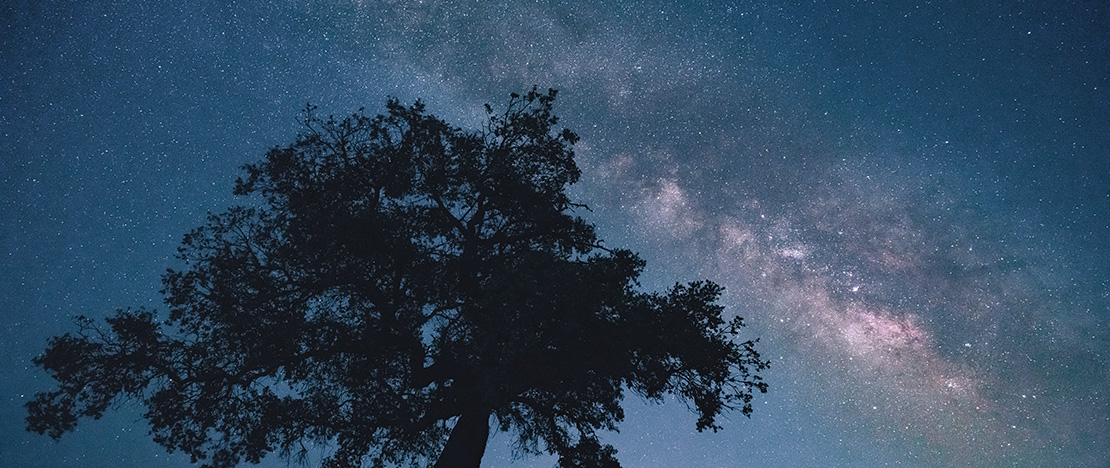 Entre encinas y estrellas. WildlifeSpain ©Jose Alberto Puertas