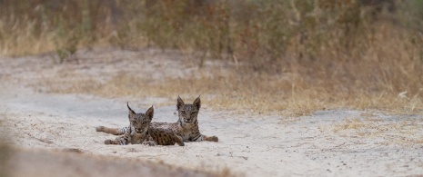 Lince ibérico en libertad ©Wildlife Spain Lince ibérico en libertad ©Wildlife Spain