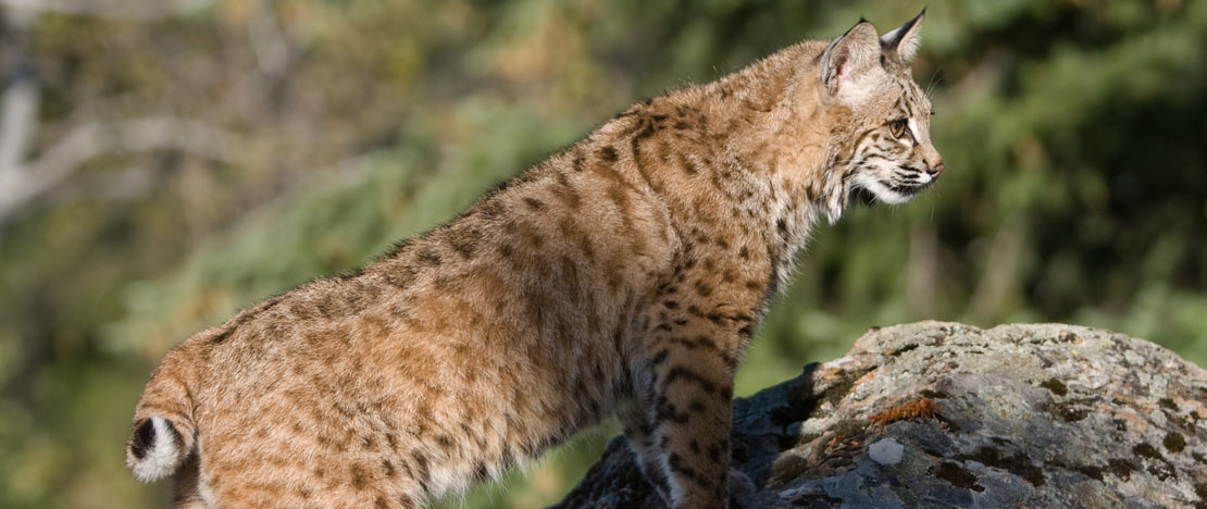 Pardelluchs Pardelluchs