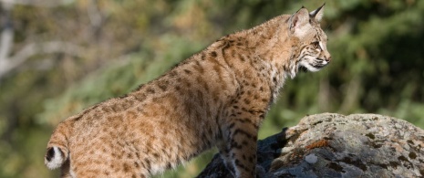 Pardelluchs Pardelluchs