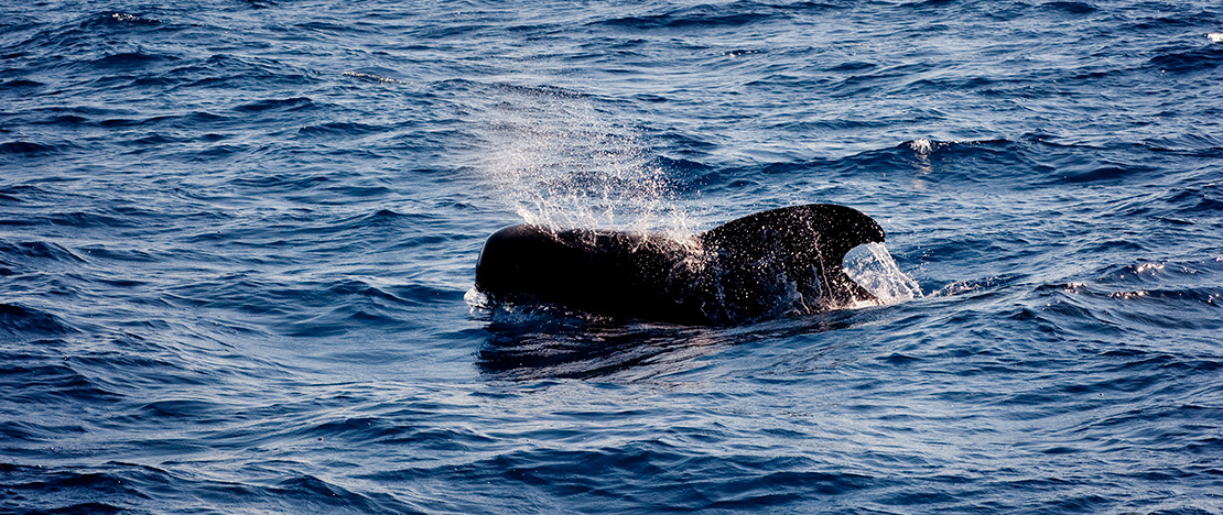 Observacion de cetaceos ©Wildlife Spain