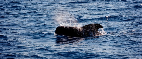 Observacion de cetaceos ©Wildlife Spain Observacion de cetaceos ©Wildlife Spain