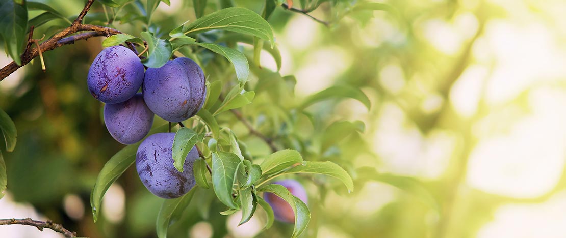 Branch laden with plums Branch laden with plums