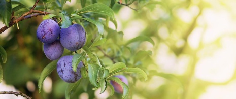 Branch laden with plums Branch laden with plums