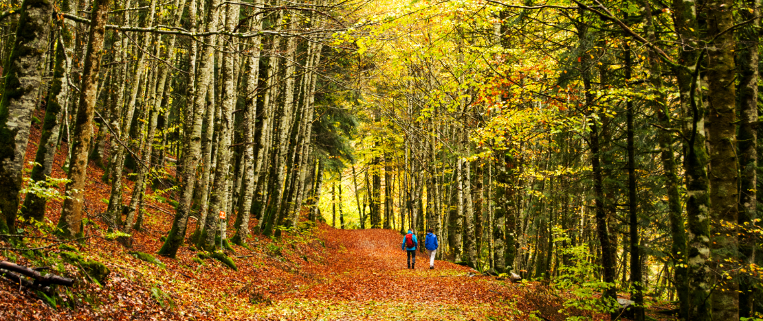 Caminhantes em um faial na Selva Irati, Navarra Caminhantes em um faial na Selva Irati, Navarra