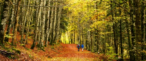 Caminhantes em florestas de faias da Selva de Irati, Navarra Caminhantes em florestas de faias da Selva de Irati, Navarra