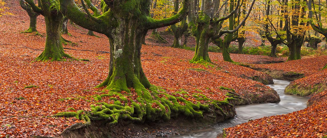 Otzarreta forest in the Gorbeia Natural Park, Bizkaia and Álava Area Otzarreta forest in the Gorbeia Natural Park, Bizkaia and Álava Area