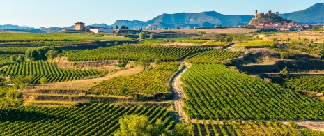 Vigneti di La Rioja Vigneti di La Rioja