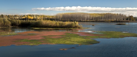 Views of the river Ebro in Sotos de Alfaro Nature Reserve, La Rioja Views of the river Ebro in Sotos de Alfaro Nature Reserve, La Rioja