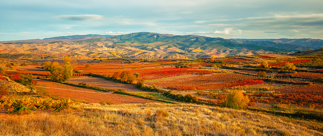 Vineyards in La Rioja Vineyards in La Rioja
