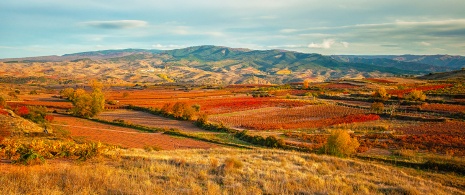 Vineyards in La Rioja Vineyards in La Rioja