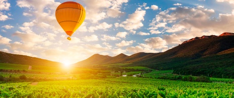 Ballonfahrt über Weinberge Ballonfahrt über Weinberge