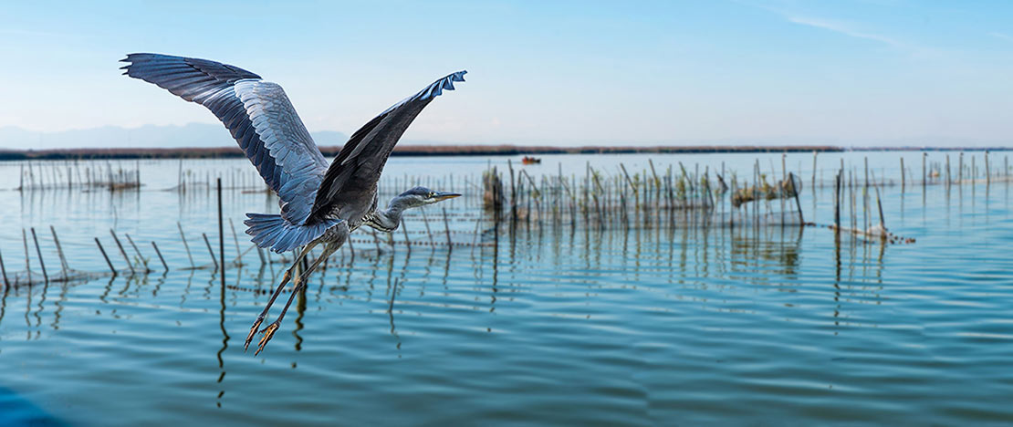 Un airone cinerino prende il volo nell'Albufera, Comunità Valenciana Un airone cinerino prende il volo nell'Albufera, Comunità Valenciana