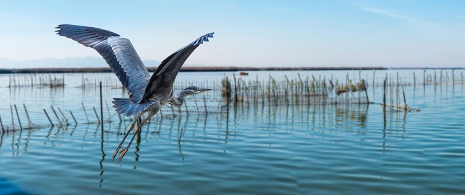 Un airone cinerino prende il volo nell'Albufera, Comunità Valenciana Un airone cinerino prende il volo nell'Albufera, Comunità Valenciana