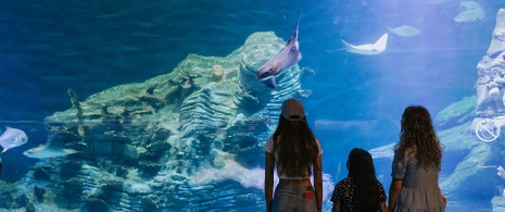 Turistas en el Oceanogràfic de Valencia Turistas en el Oceanogràfic de Valencia