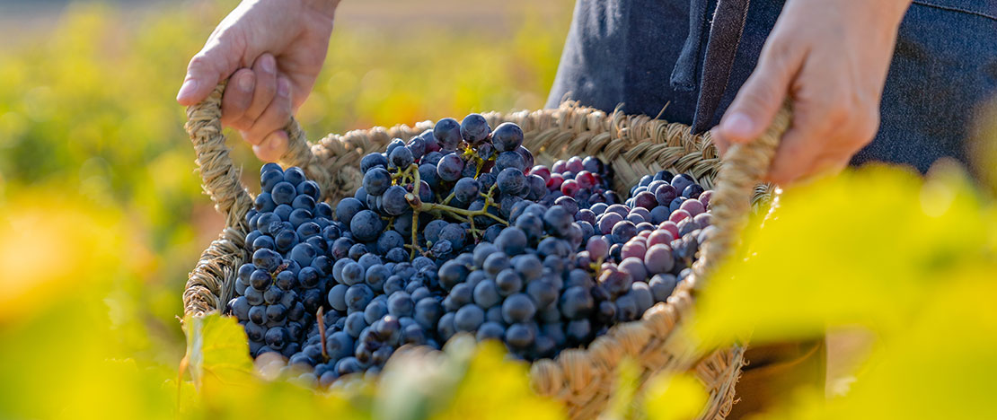 Bunches of grapes at Requiel Utiena, Valencia Bunches of grapes at Requiel Utiena, Valencia