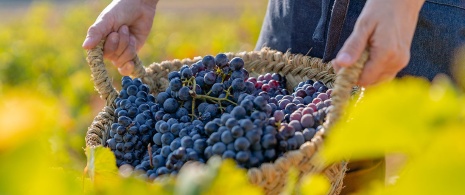 Bunches of grapes at Requiel Utiena, Valencia Bunches of grapes at Requiel Utiena, Valencia