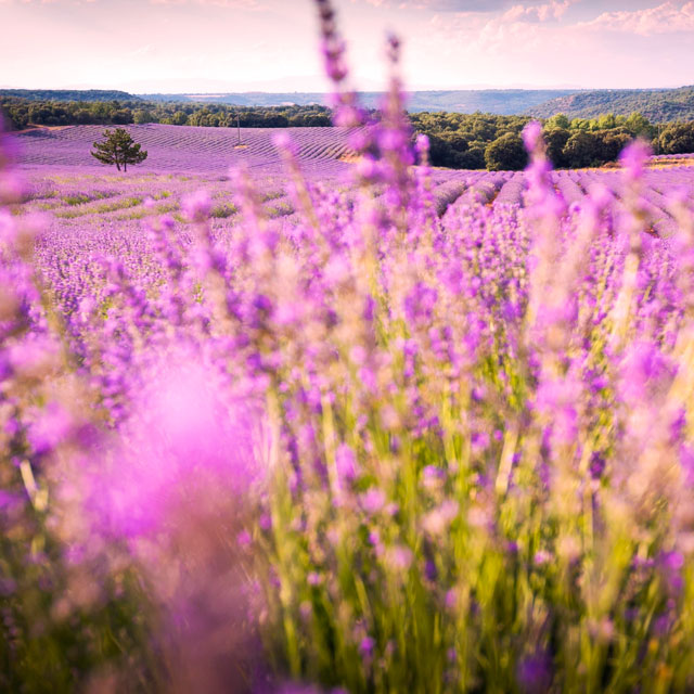 Lavendel-Feld in Brihuega
