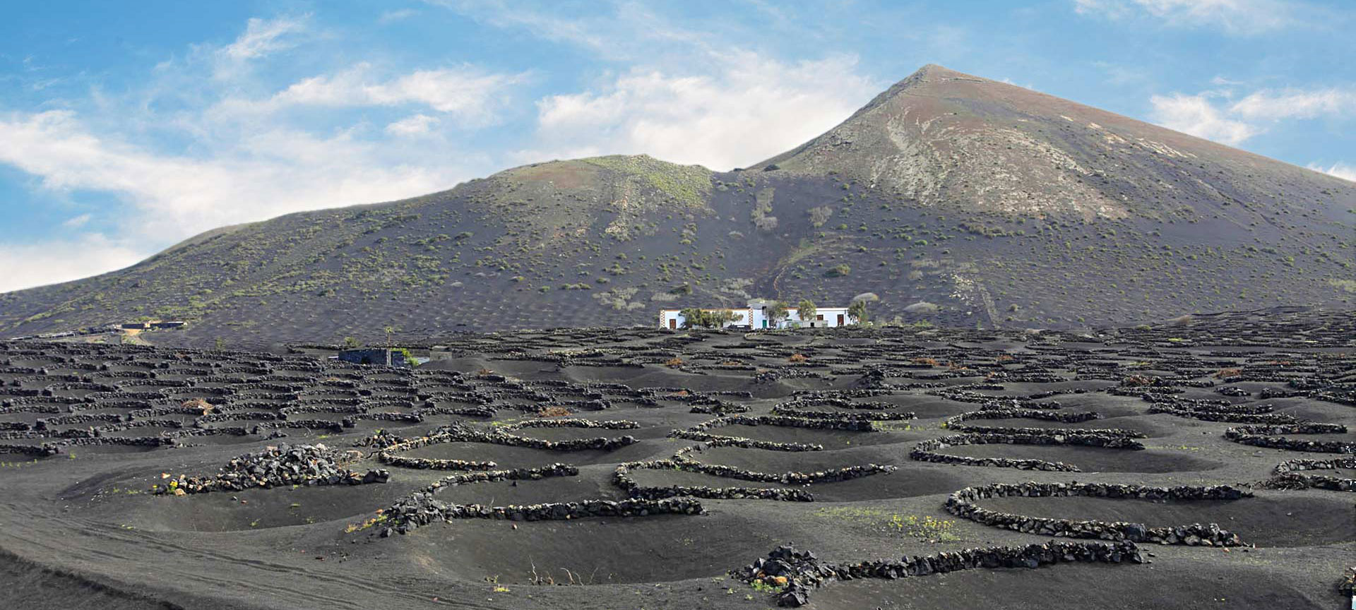 Des vignes émergeant des cratères de La Geria, Lanzarote Des vignes émergeant des cratères de La Geria, Lanzarote