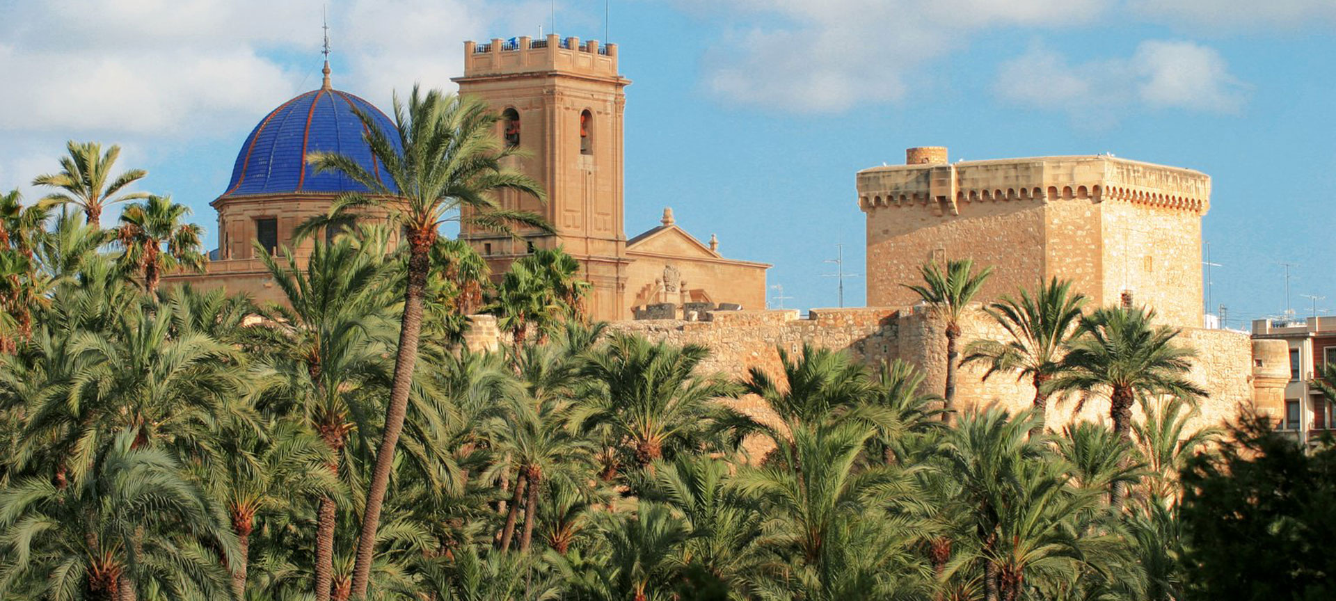 Palmeto di Elche