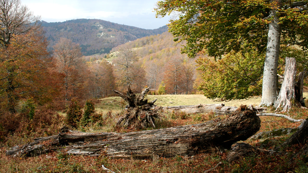 Bosco di Gamueta Ansó Bosco di Gamueta Ansó