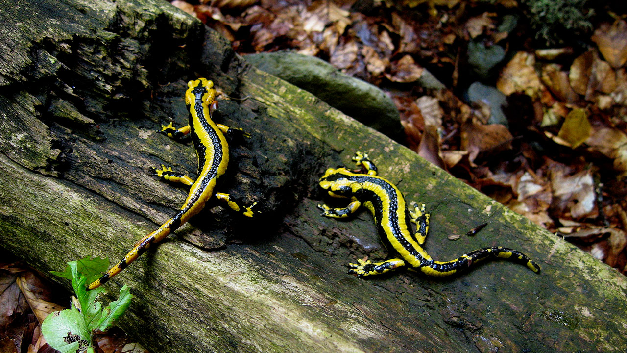 Salamandre nel parco naturale delle Valles Occidentales Salamandre nel parco naturale delle Valles Occidentales