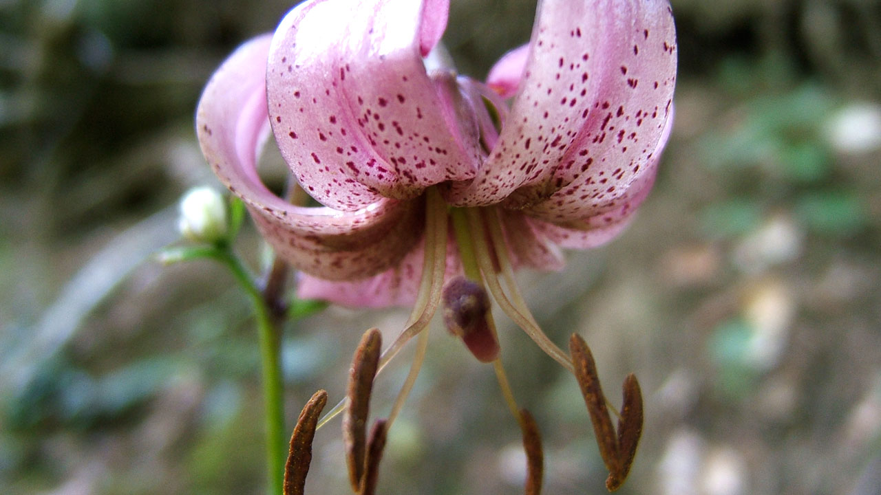 Particolare della Flora delle Valles Occidentales Particolare della Flora delle Valles Occidentales
