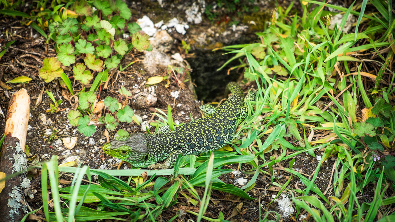 Lézard ocellé Lézard ocellé