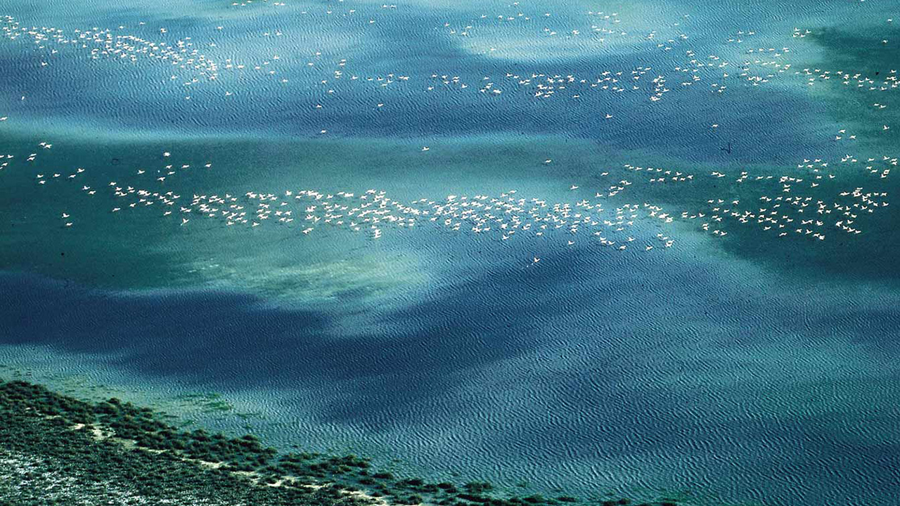 ドニャーナ国立公園の湿地 ドニャーナ国立公園の湿地