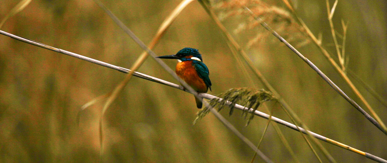 Vogelbeobachtung in S‘Albufera, Menorca Vogelbeobachtung in S‘Albufera, Menorca
