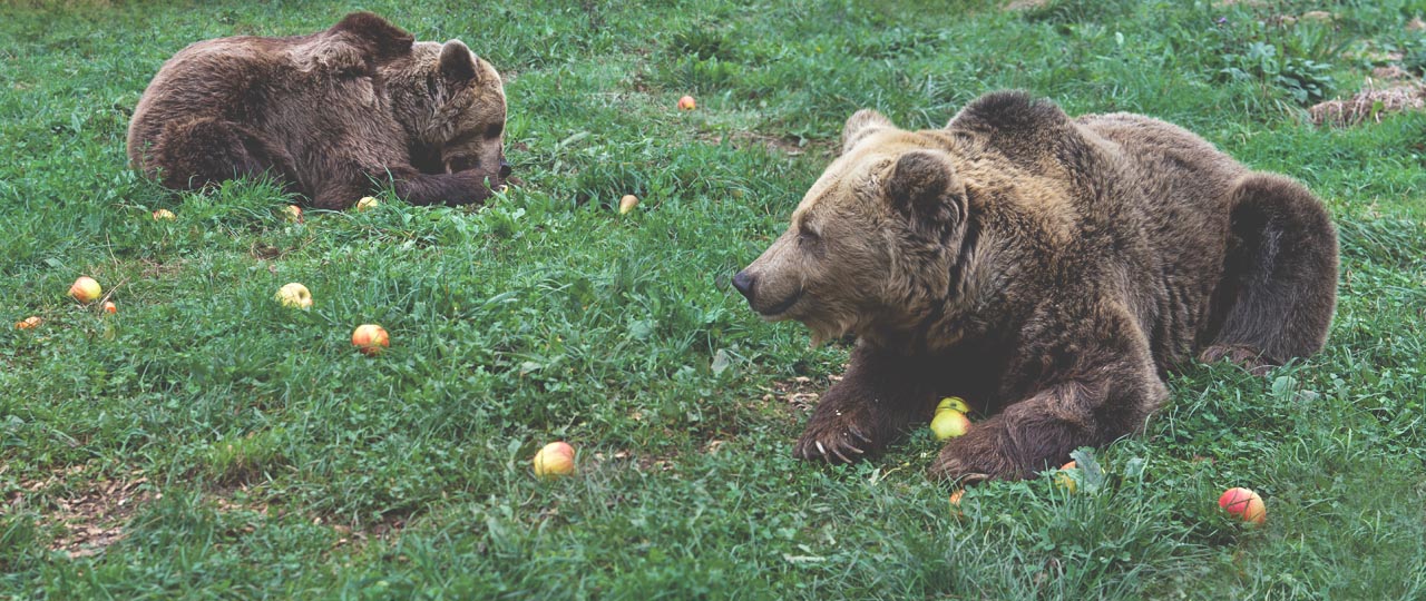 Ours sur le Sentier de l’ours, Asturies Ours sur le Sentier de l’ours, Asturies