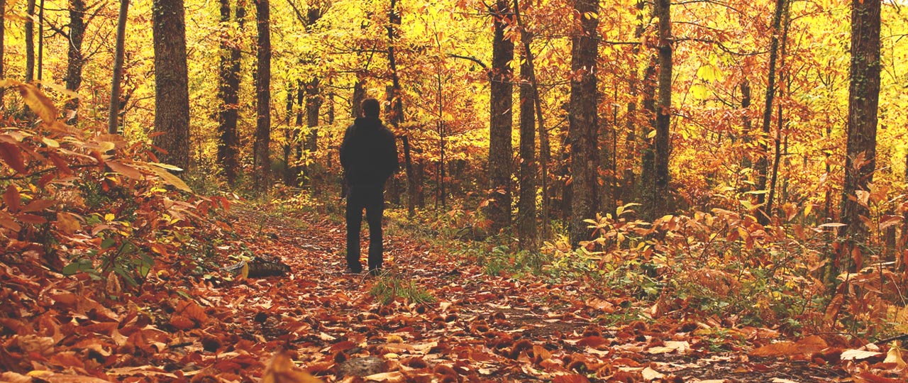 Forêt automnale dans la vallée de l'Ambroz, Estrémadure Forêt automnale dans la vallée de l'Ambroz, Estrémadure