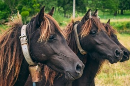 Gruppo di <i>asturcones</i>